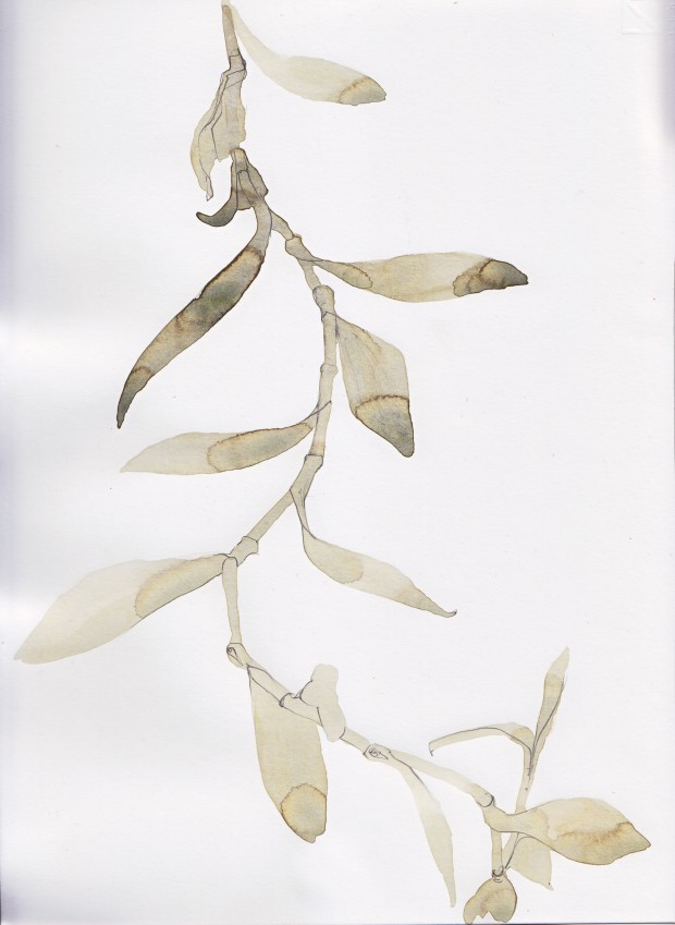11_Plants_0007