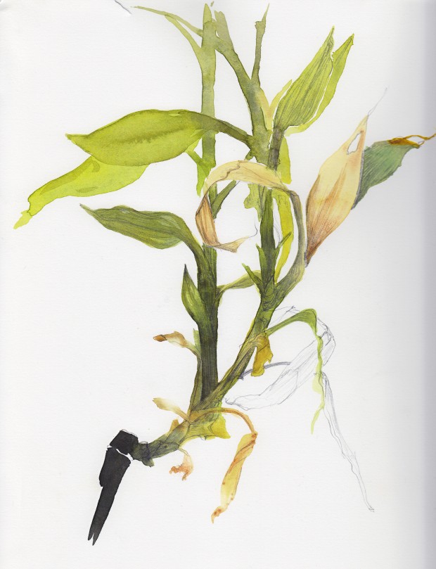 11_Plants_0010