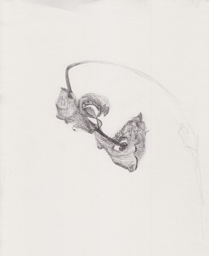 Copic fineliner over loose pencil sketch.