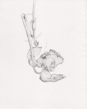 Detailed pencil drawing inside light grey ink outlines in dip pen.