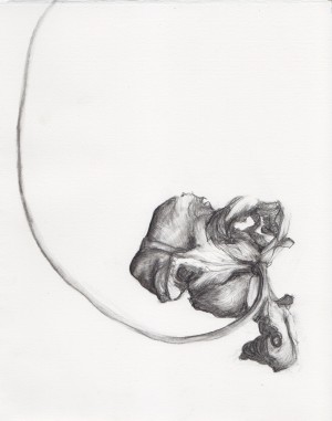 Hard and soft pencil over charcoal.