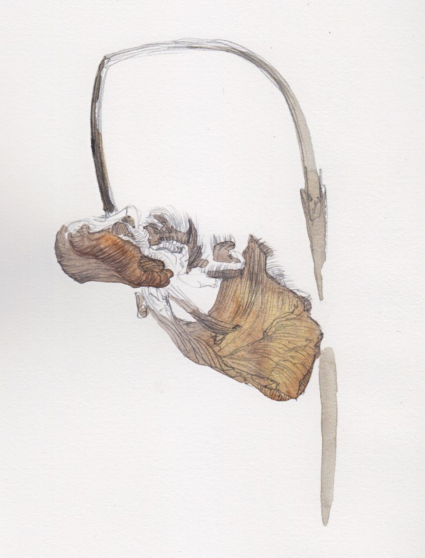 Pencil over watercolor.