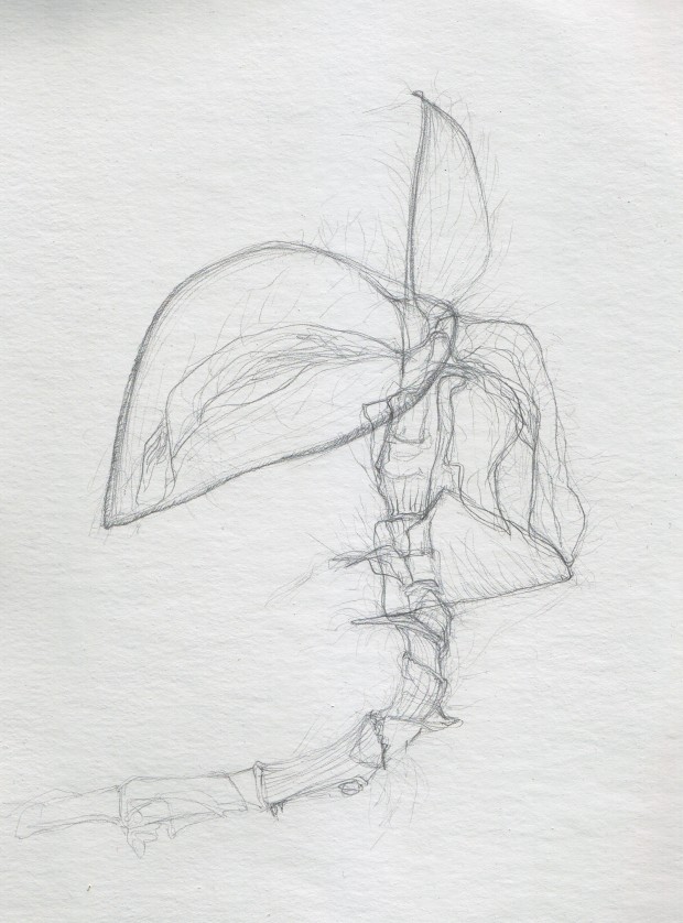 Silver point on white gouache, trying to draw this plant as if it was transparent.