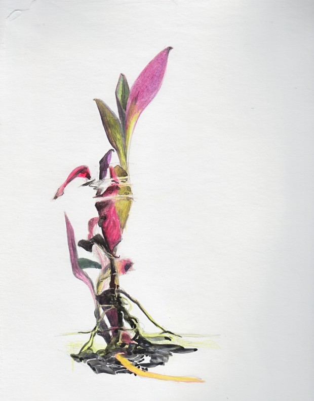 Silver point, colored pencil and ink on ground prepared with white gouache.