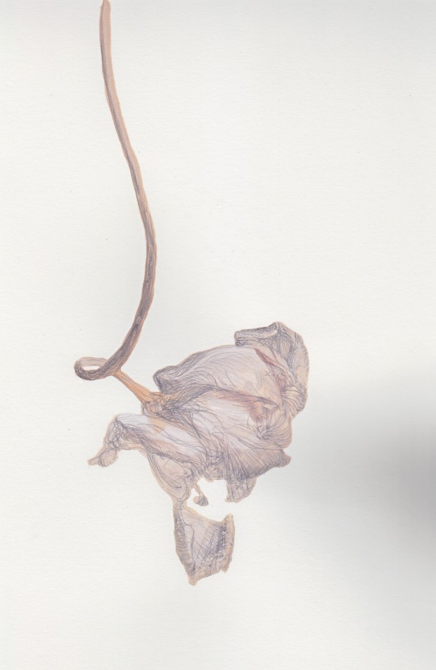 Silver point over gouache.