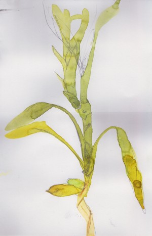 Bamboo, pencil over watercolor.