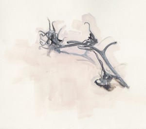 Tomato leftovers, silverpoint over gouache.