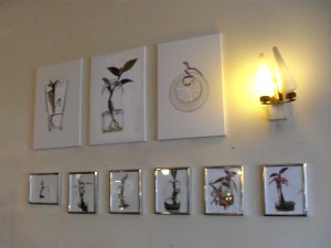 First batch of plant drawings on the wall