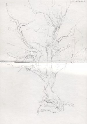 Trees withstanding the wind on Cader Idris.