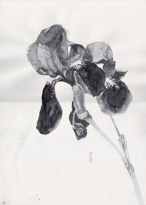 Iris