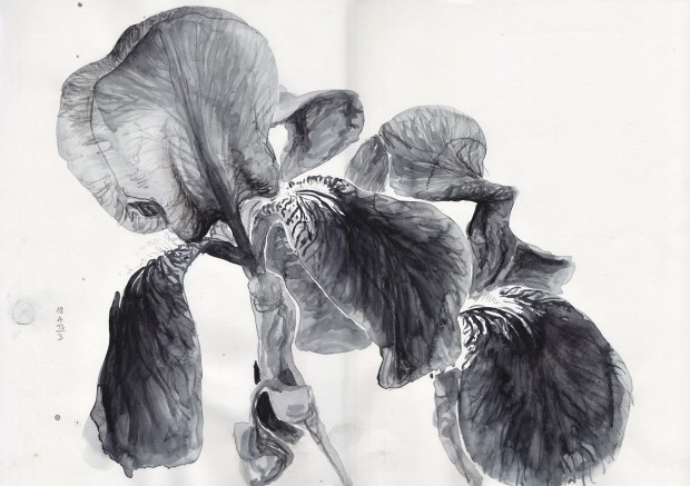 Another drawing of the same Iris